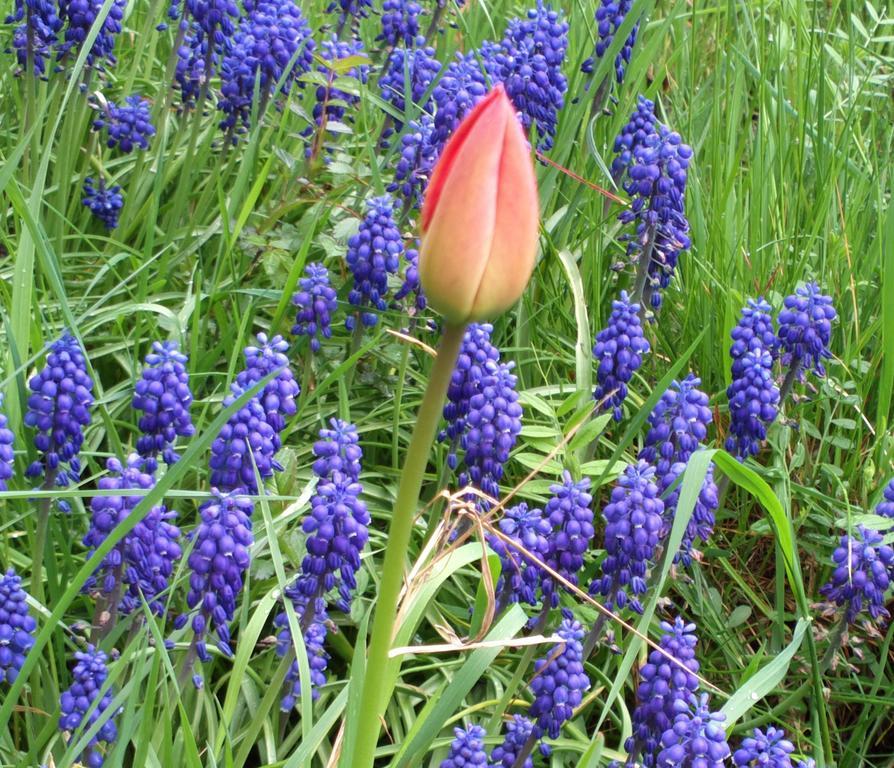 מלון Prague Retro Challenge And Garden מראה חיצוני תמונה