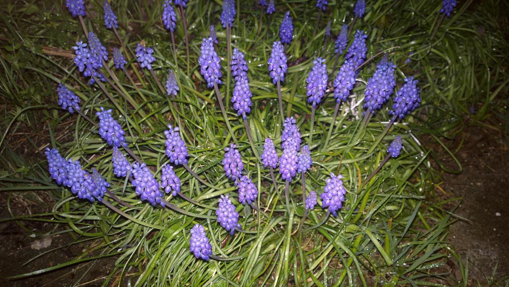 מלון Prague Retro Challenge And Garden מראה חיצוני תמונה