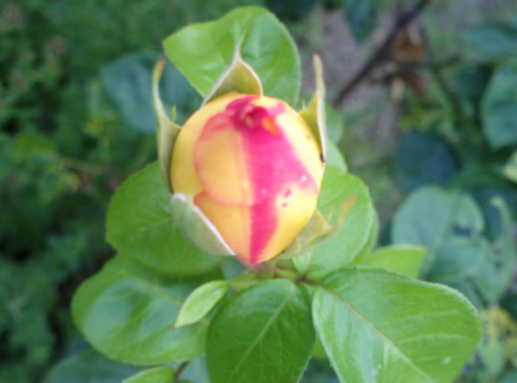 מלון Prague Retro Challenge And Garden מראה חיצוני תמונה