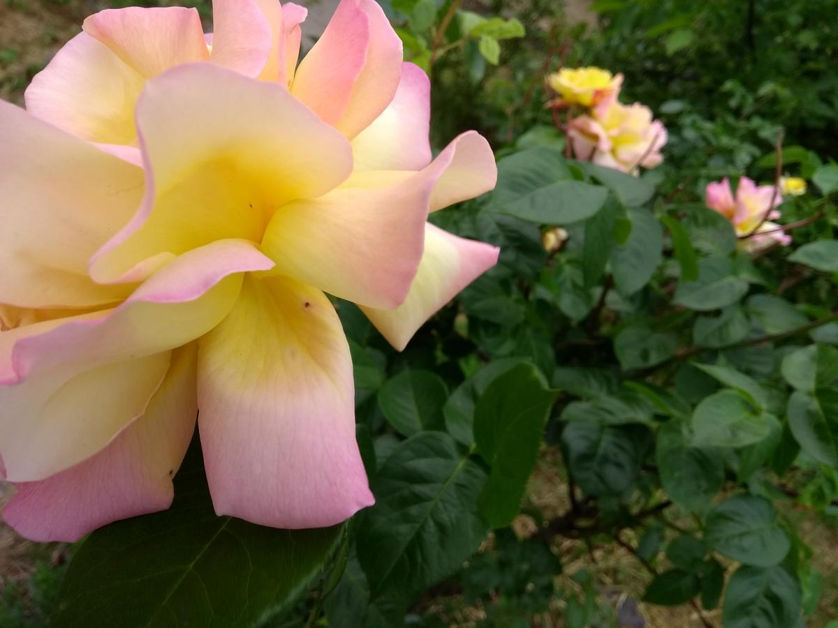 מלון Prague Retro Challenge And Garden מראה חיצוני תמונה