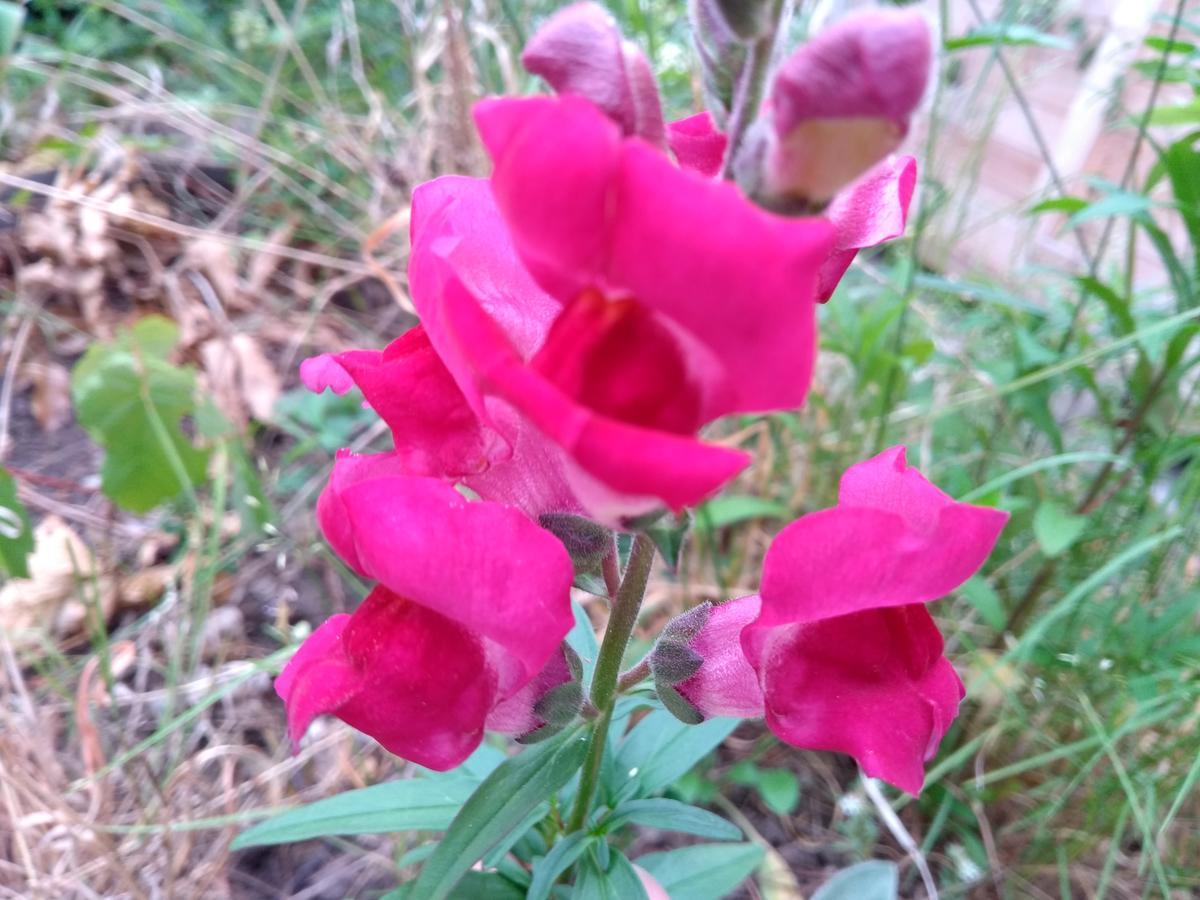 מלון Prague Retro Challenge And Garden מראה חיצוני תמונה