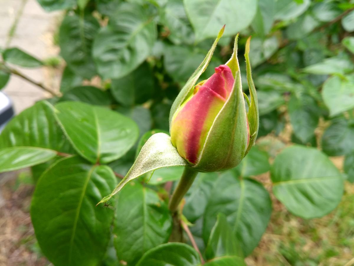 מלון Prague Retro Challenge And Garden מראה חיצוני תמונה