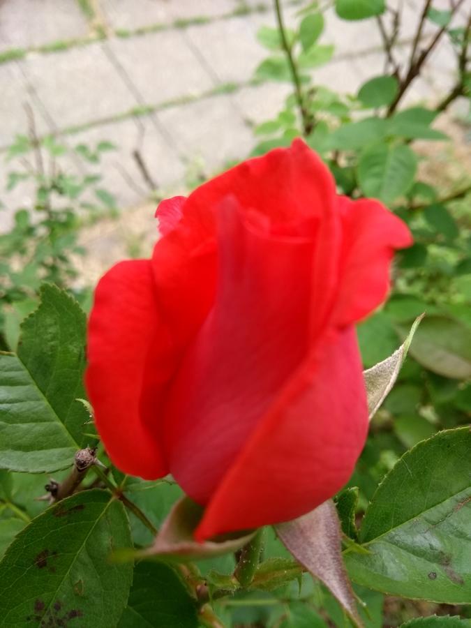 מלון Prague Retro Challenge And Garden מראה חיצוני תמונה